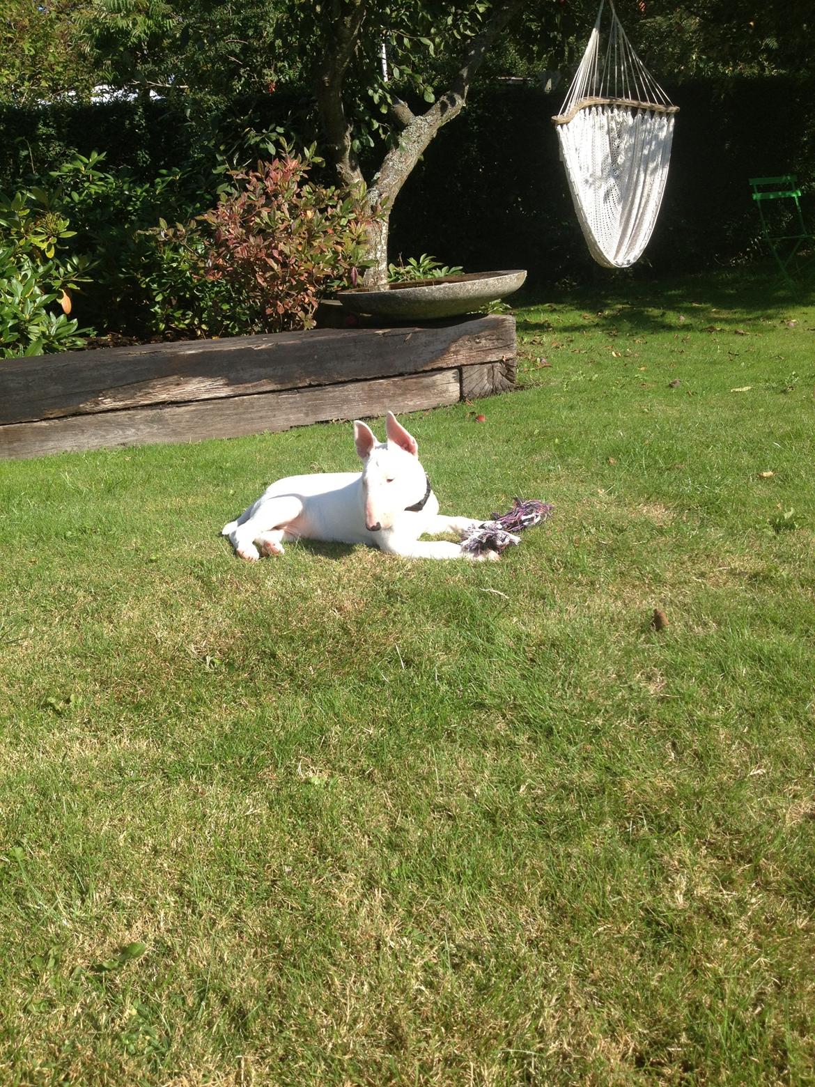 Bullterrier Sode's Sejr  billede 12