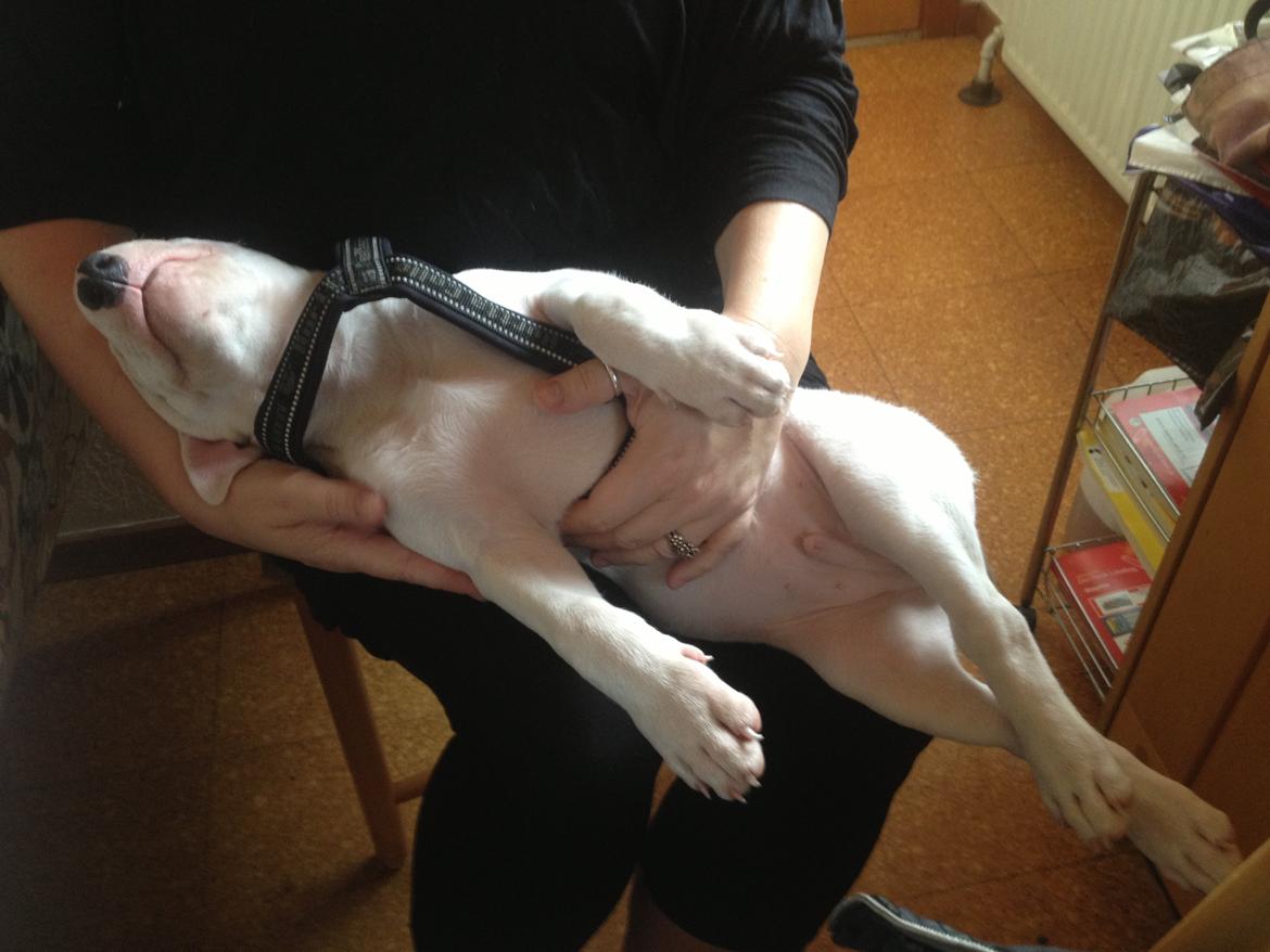 Bullterrier Sode's Sejr  billede 13