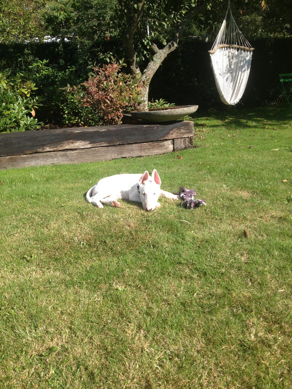 Bullterrier Sode's Sejr  billede 14