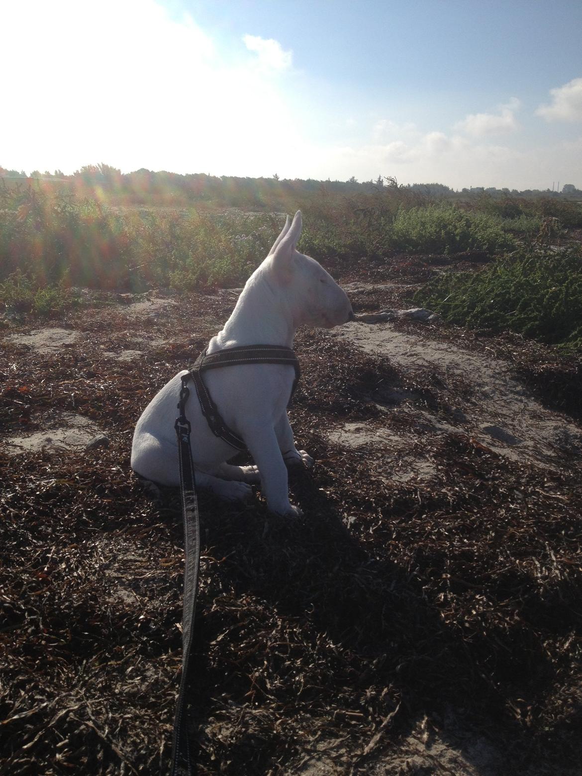 Bullterrier Sode's Sejr  billede 15