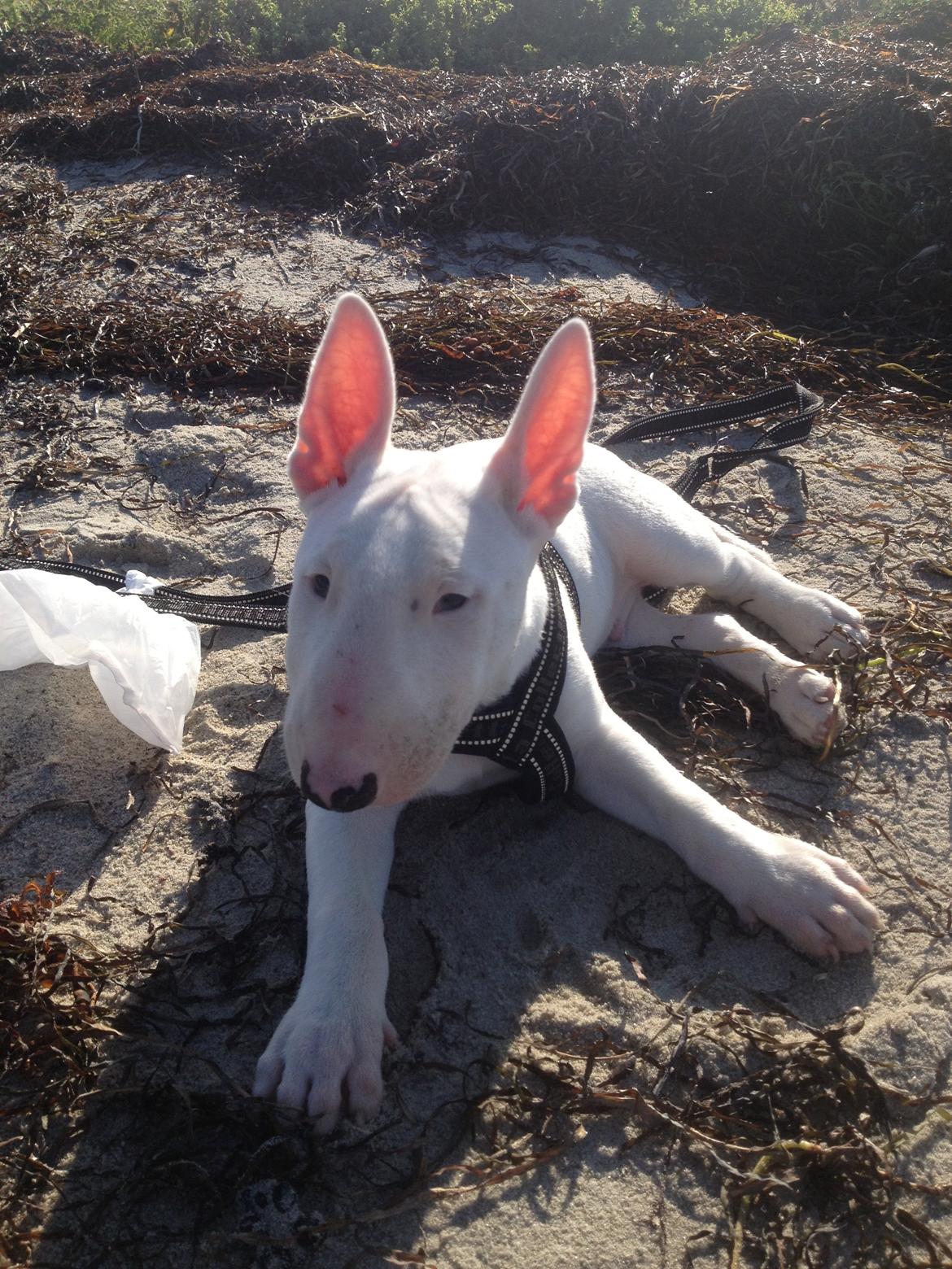 Bullterrier Sode's Sejr  billede 16