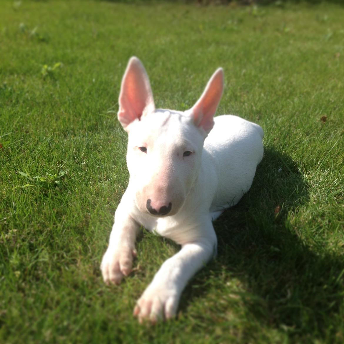 Bullterrier Sode's Sejr  billede 17