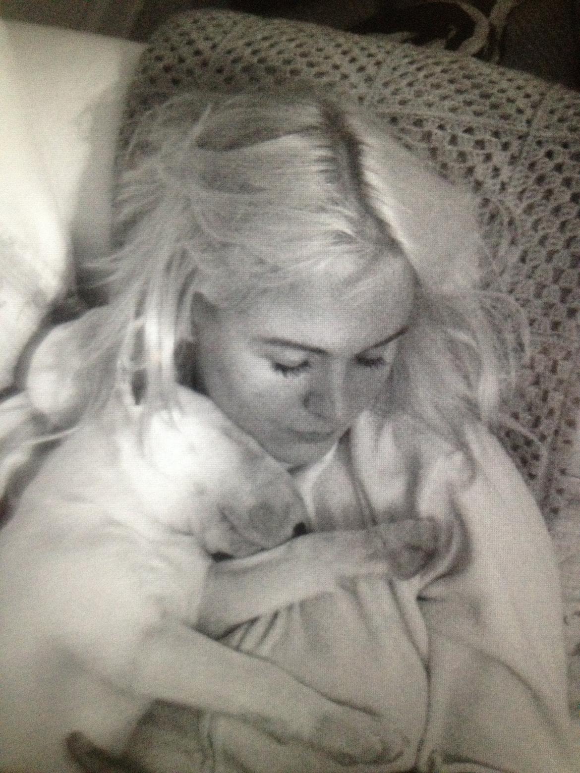 Bullterrier Sode's Sejr  billede 18