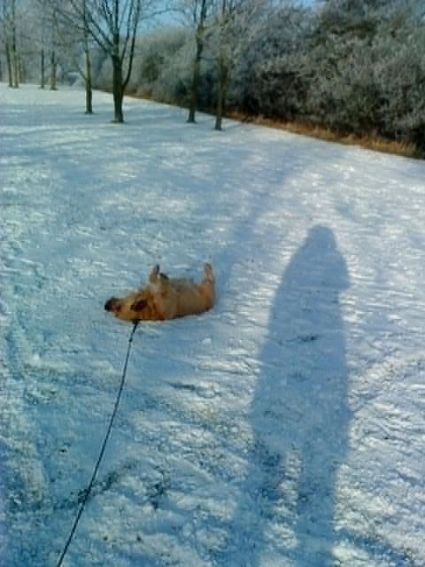 Cairn terrier Cæsar - elsker sne billede 6
