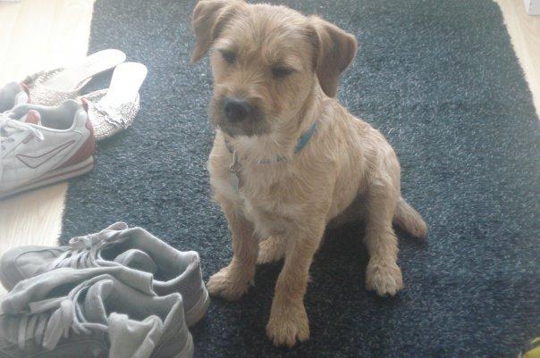 Cairn terrier Cæsar - 1 år gammel billede 7