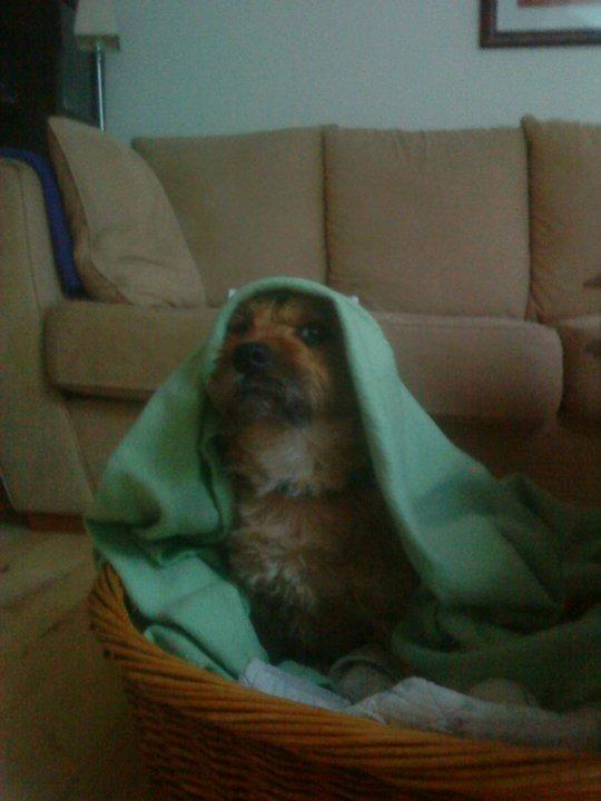 Cairn terrier Cæsar - kaldte du billede 9