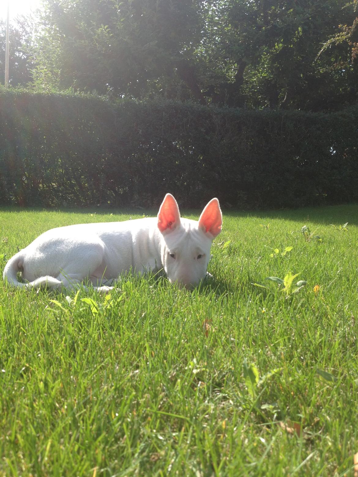 Bullterrier Sode's Sejr  billede 19