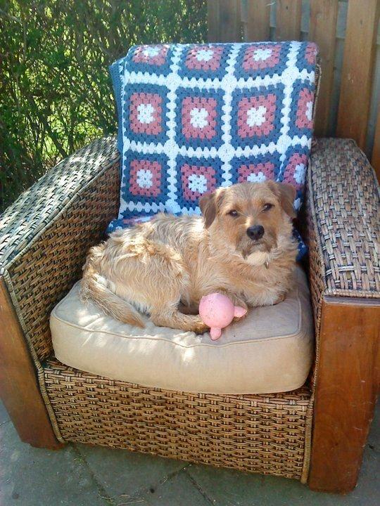 Cairn terrier Cæsar - dejligt at ligge i solen billede 10