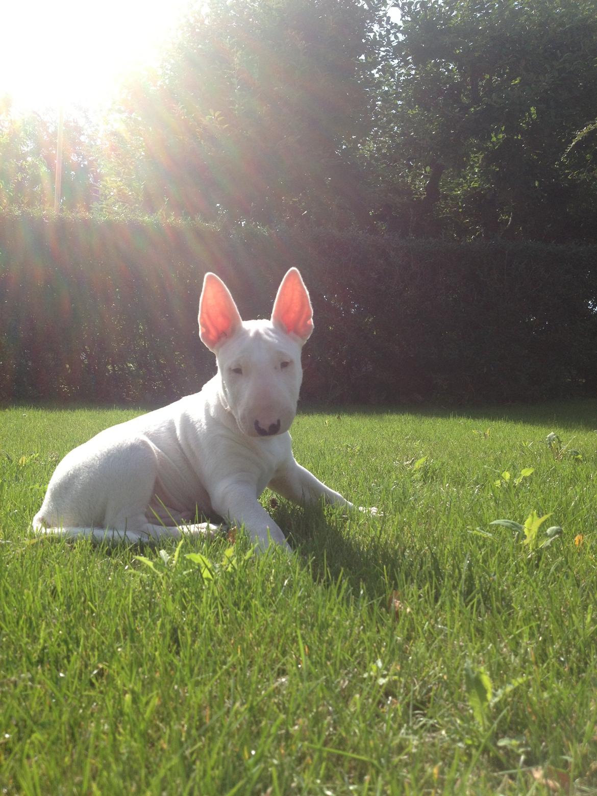 Bullterrier Sode's Sejr  billede 21