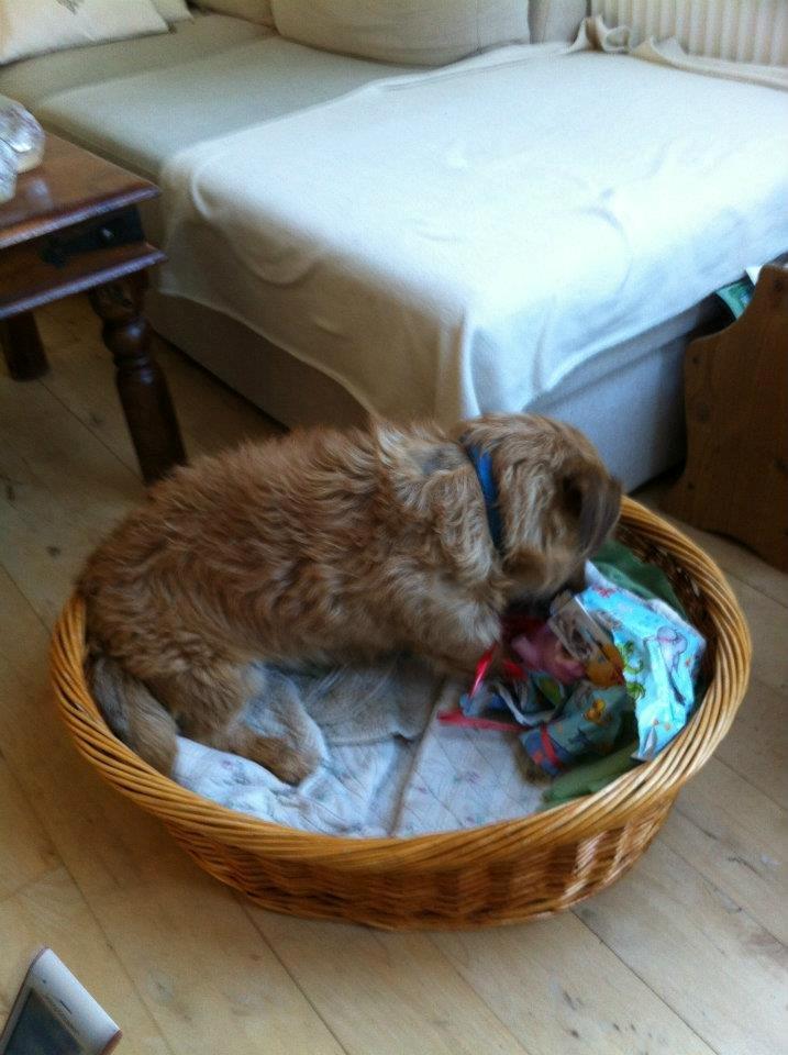 Cairn terrier Cæsar - fødselsdag billede 11