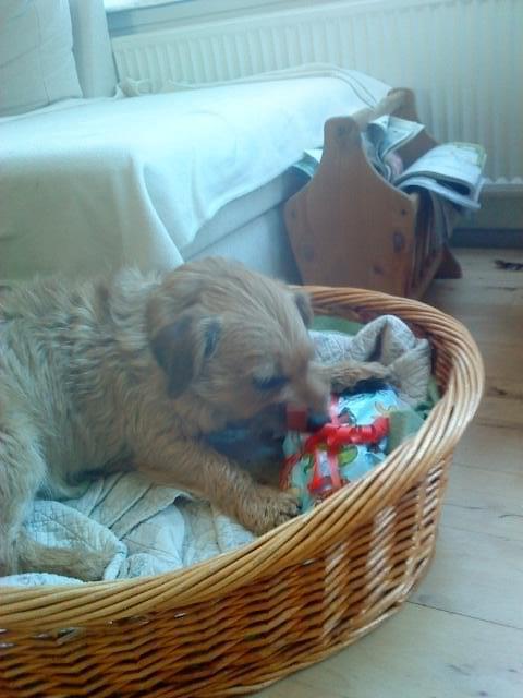 Cairn terrier Cæsar - gave billede 12