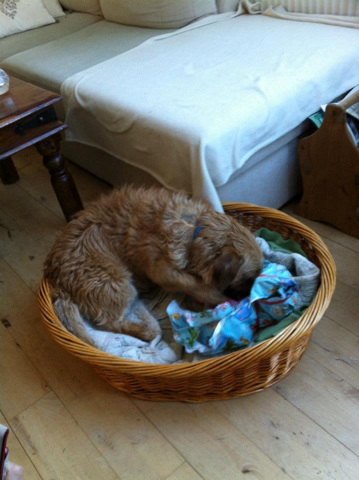 Cairn terrier Cæsar - gave billede 13