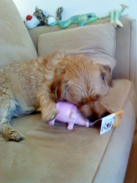 Cairn terrier Cæsar - en piv gris billede 14