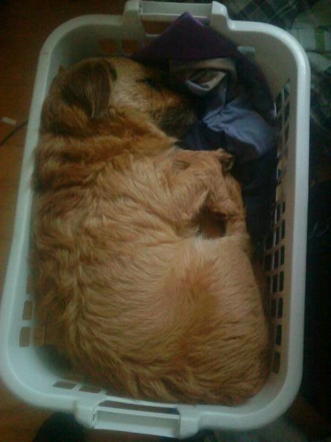 Cairn terrier Cæsar - Jeg kan da sagtens være i min mors vasketøjs kurv billede 15