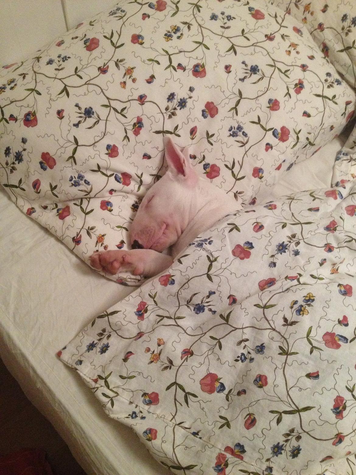 Bullterrier Sode's Sejr  billede 24