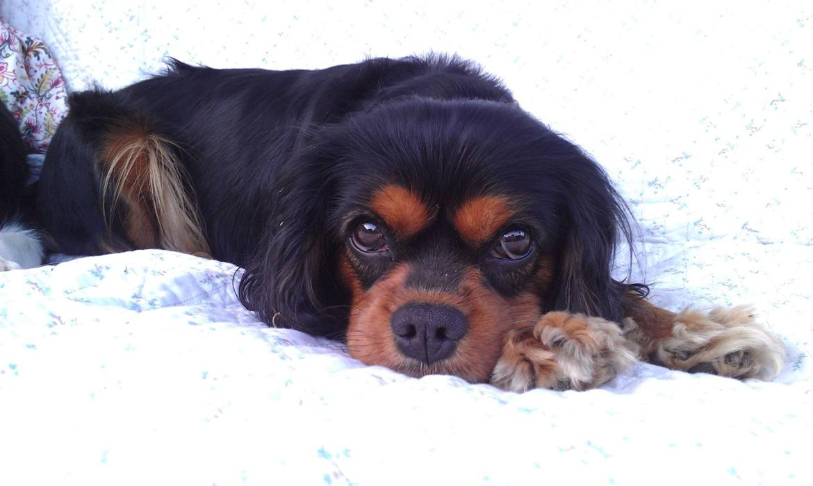 Cavalier king charles spaniel Agerbøl's Lucia billede 1