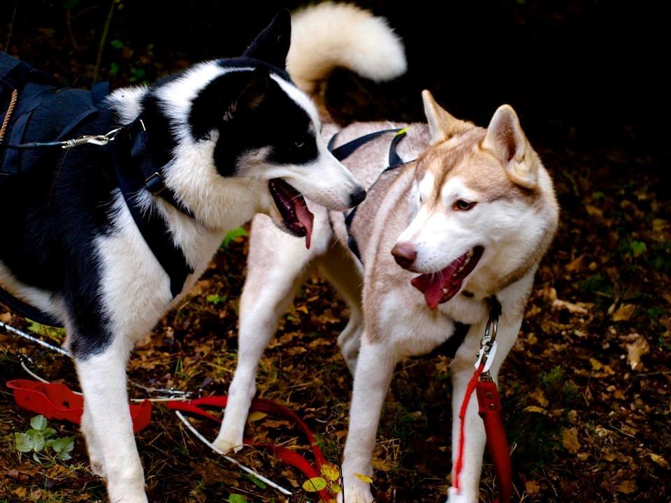 Blanding af racer Blaze - Billede taget af Lucila M. 
Nanna og Blaze billede 18