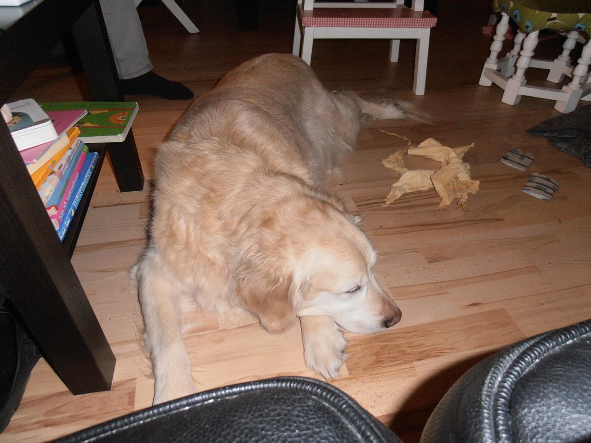 Golden retriever Wikkegaards Bea billede 2