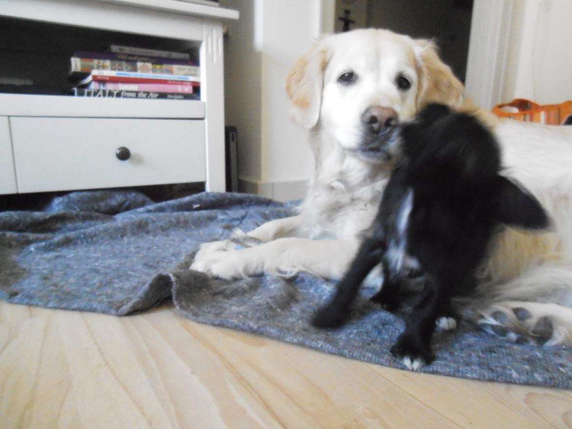 Golden retriever Wikkegaards Bea billede 3