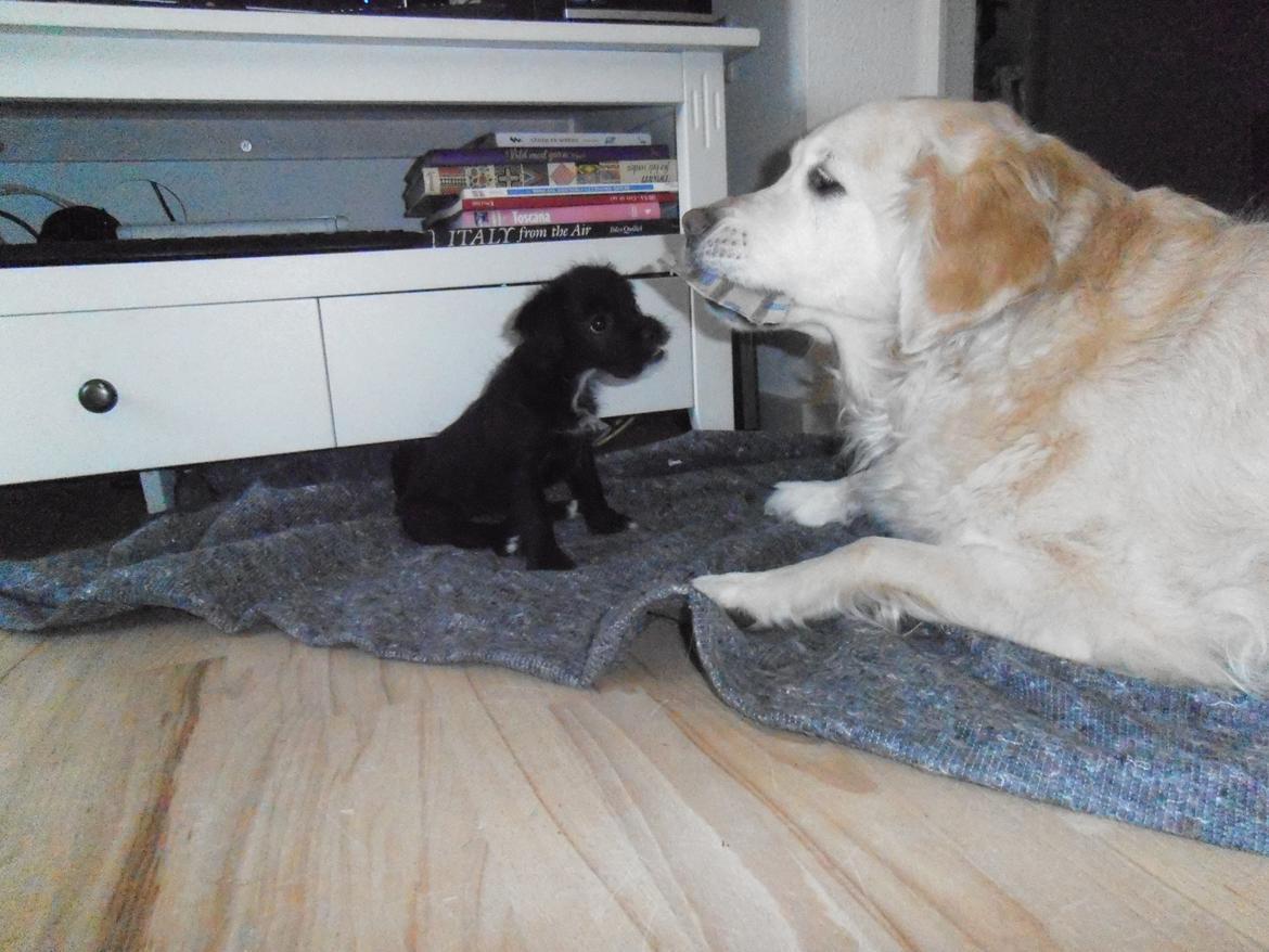 Golden retriever Wikkegaards Bea billede 4