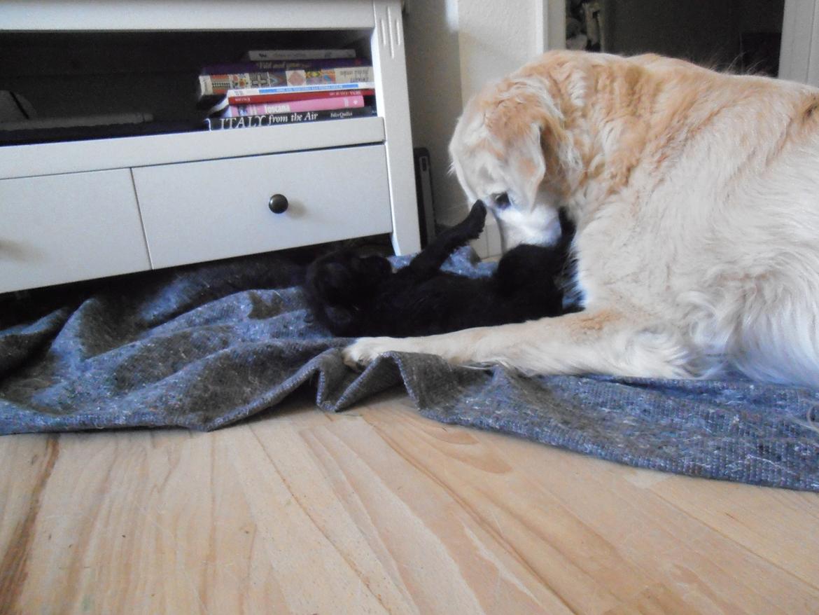 Golden retriever Wikkegaards Bea billede 5