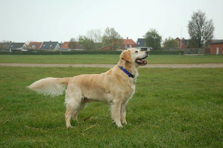 Golden retriever Wikkegaards Bea billede 6