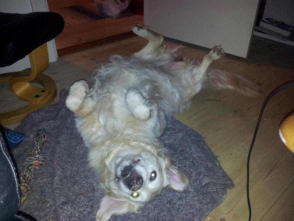 Golden retriever Wikkegaards Bea billede 7