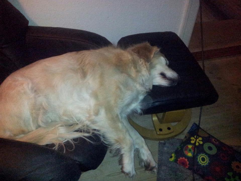 Golden retriever Wikkegaards Bea billede 8