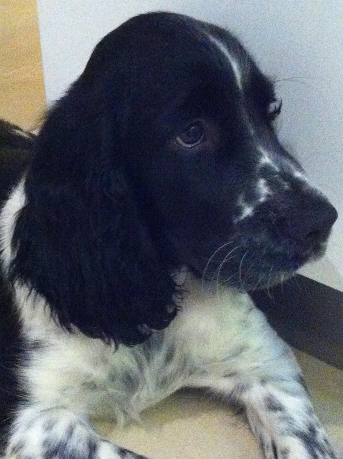 Engelsk springer spaniel Keira billede 1