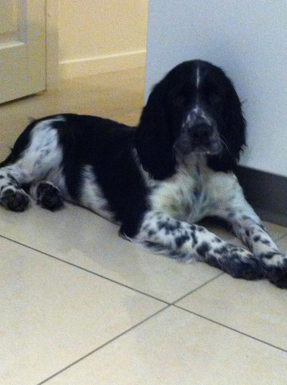 Engelsk springer spaniel Keira billede 2