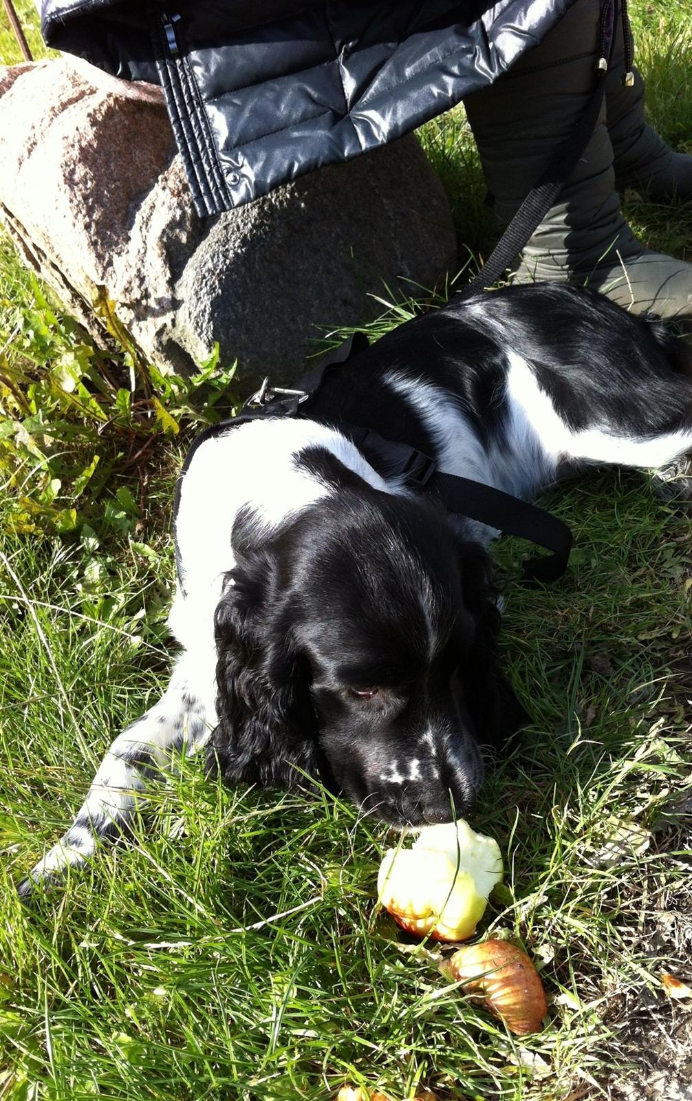 Engelsk springer spaniel Keira billede 3