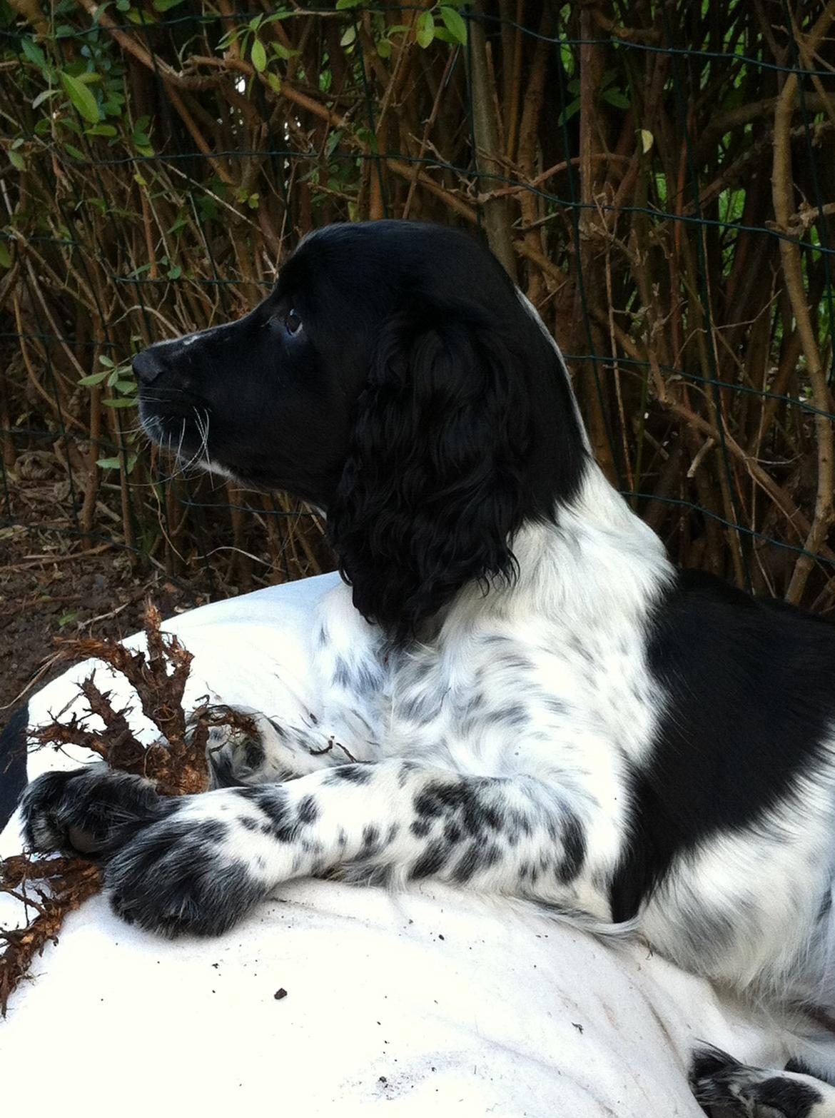 Engelsk springer spaniel Keira billede 4