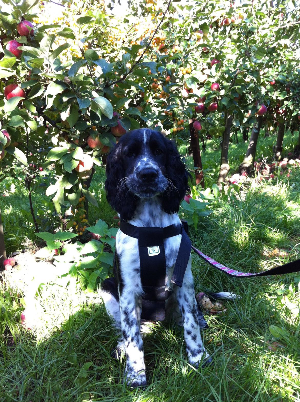 Engelsk springer spaniel Keira billede 5