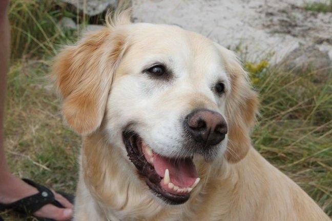 Golden retriever Wikkegaards Bea billede 1