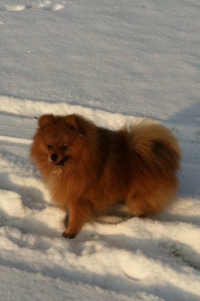 Pomeranian Charlie billede 16