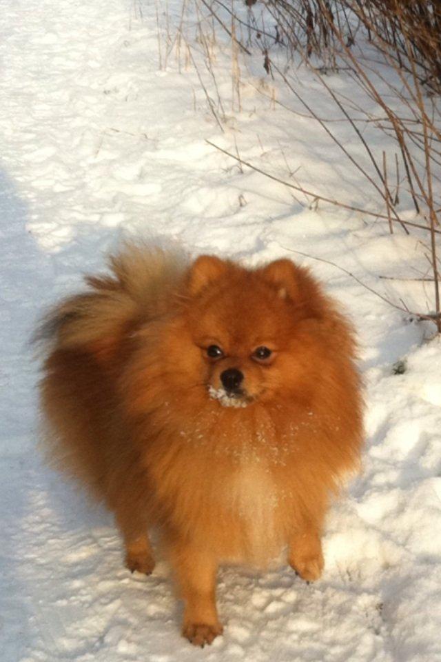 Pomeranian Charlie billede 17