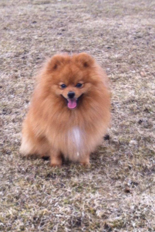 Pomeranian Charlie billede 18