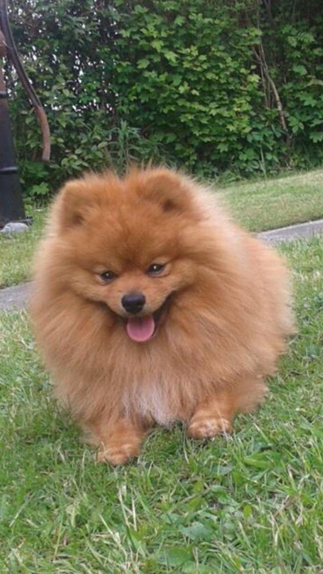 Pomeranian Charlie billede 19