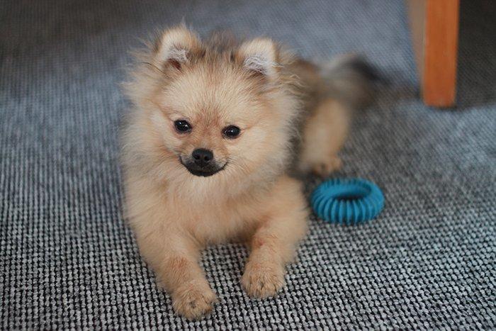 Pomeranian Dean - 6 måneder. :)  billede 6