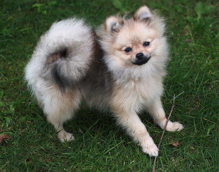 Pomeranian Dean - 6 måneder! billede 5