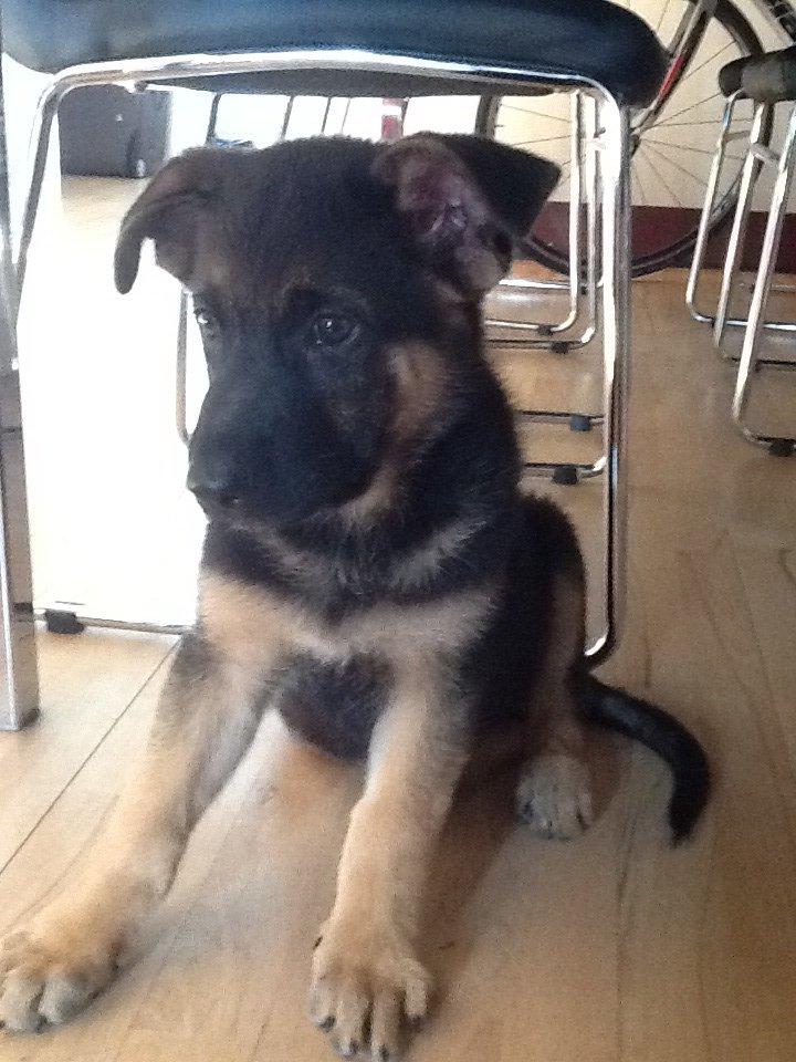 Schæferhund Kenzo billede 2