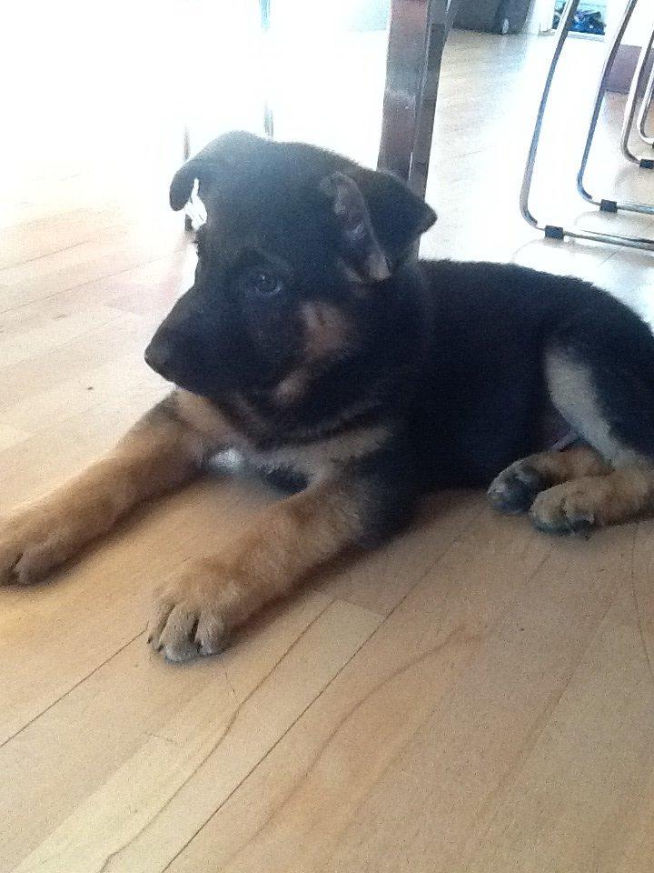 Schæferhund Kenzo billede 3