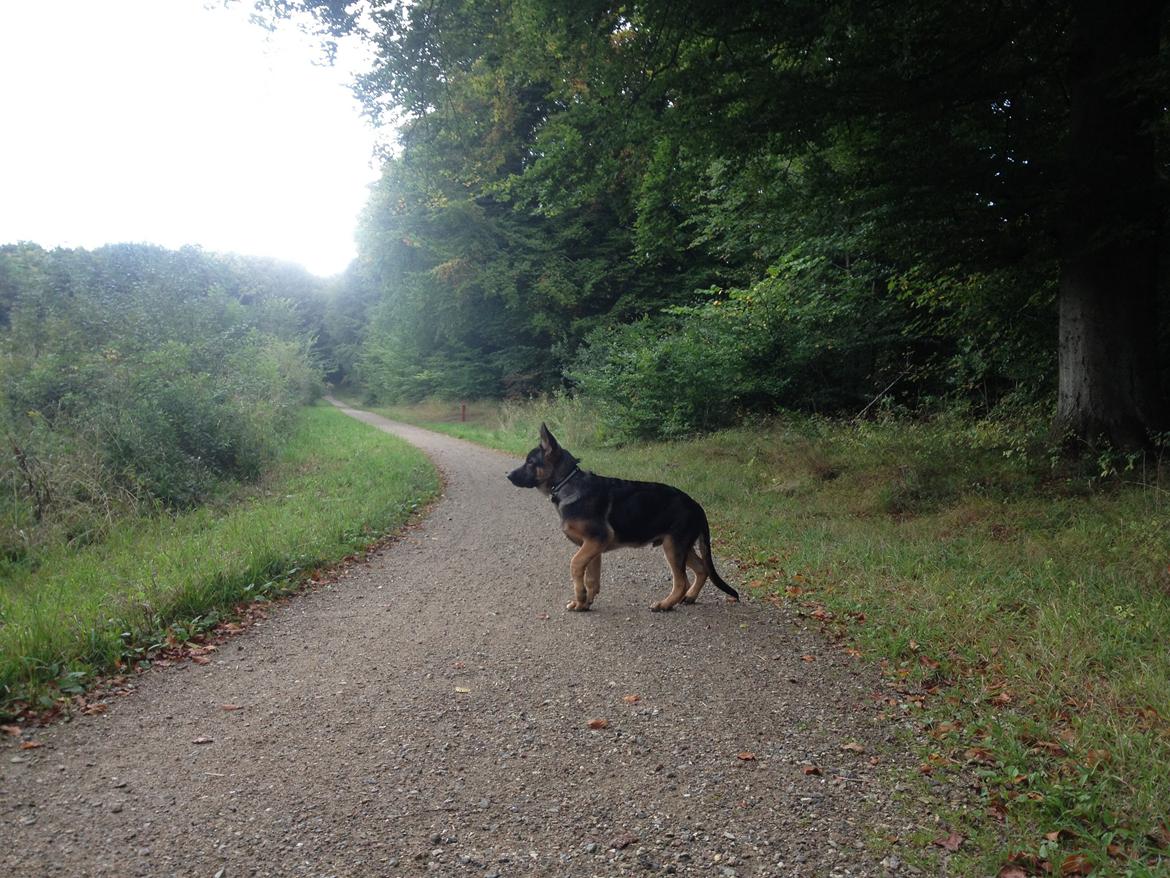 Schæferhund Kenzo billede 1