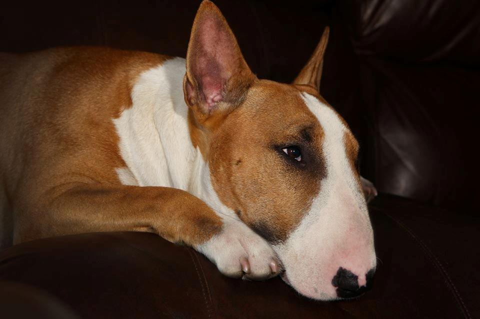 Bullterrier Dexter billede 6