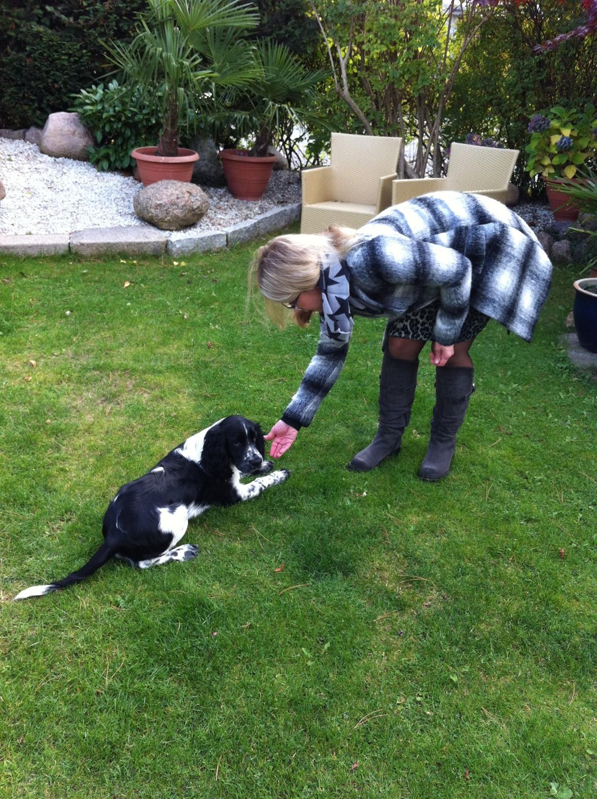 Engelsk springer spaniel Keira billede 7