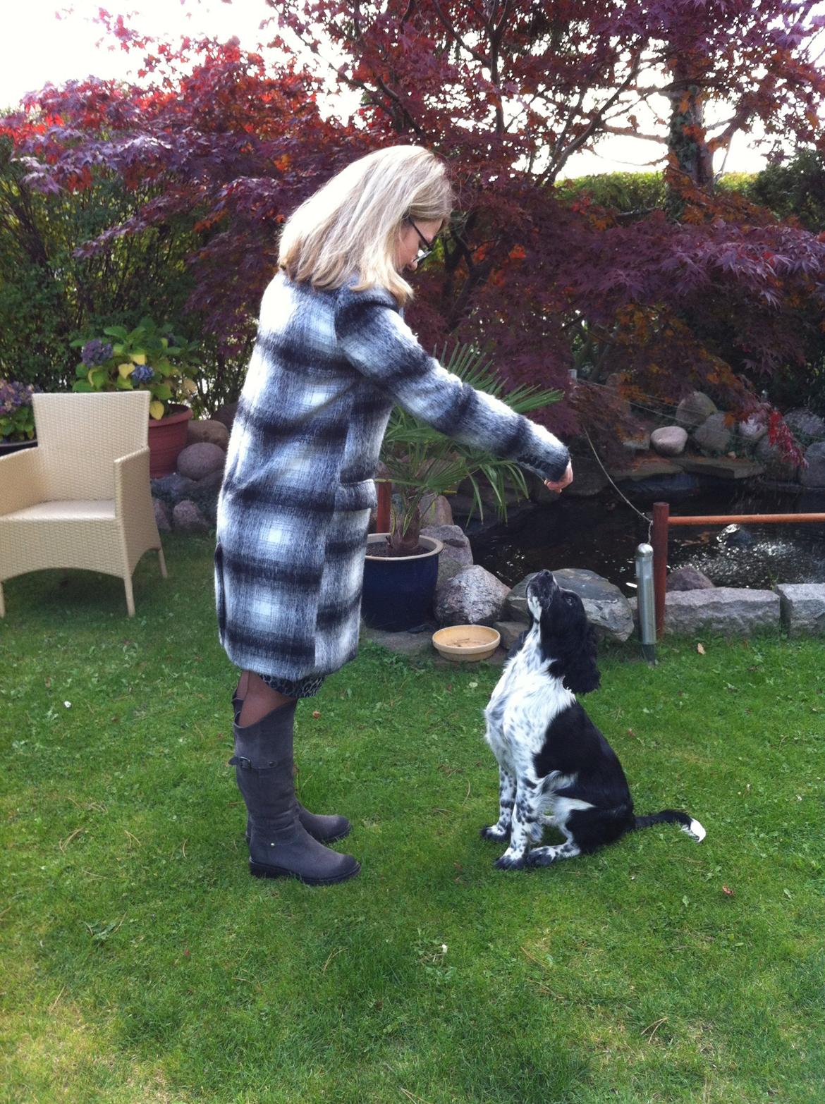 Engelsk springer spaniel Keira billede 8