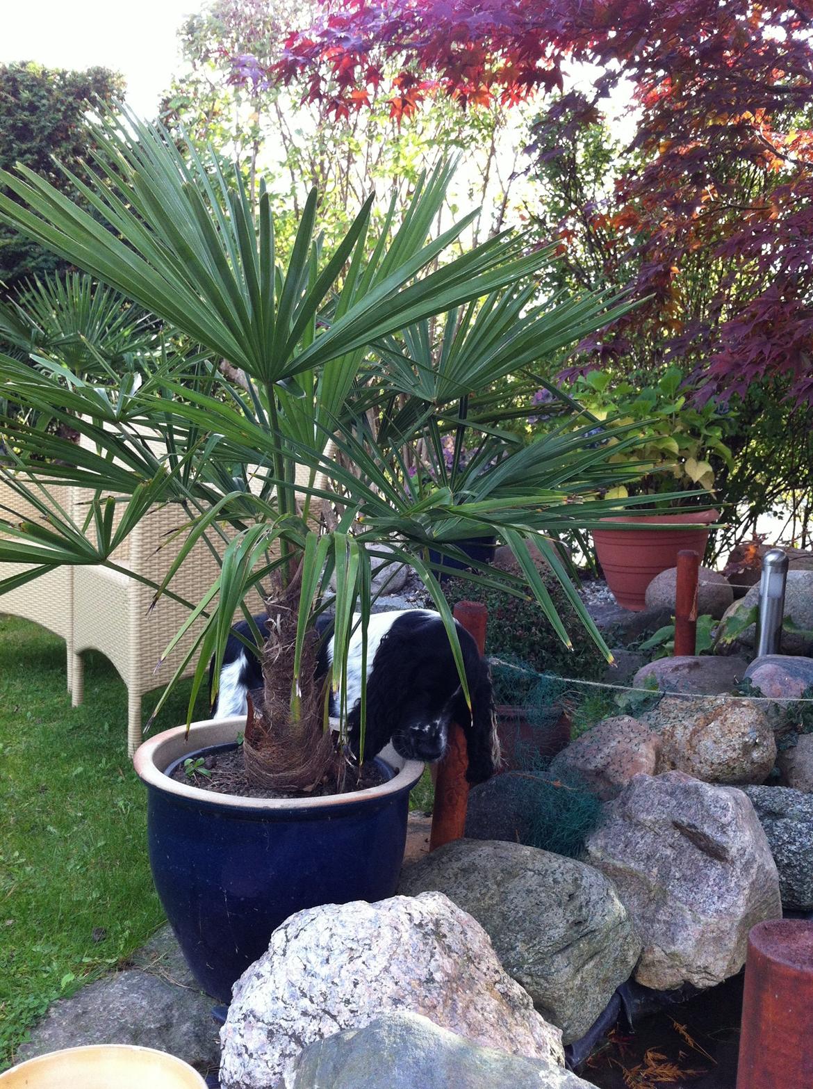 Engelsk springer spaniel Keira billede 9