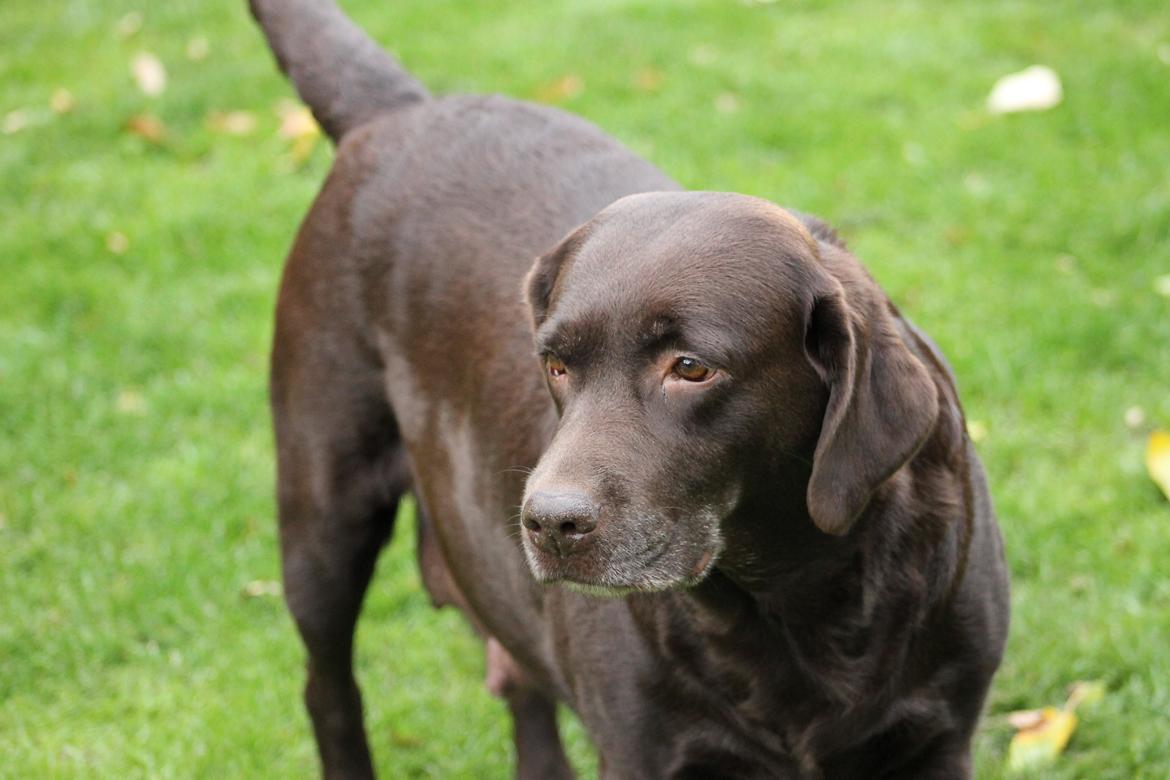 Labrador retriever Lab Luna´s Avra for Laura billede 11