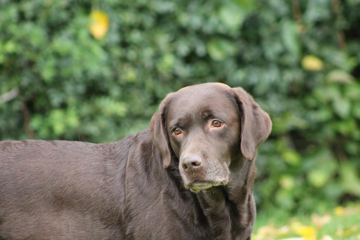 Labrador retriever Lab Luna´s Avra for Laura billede 12