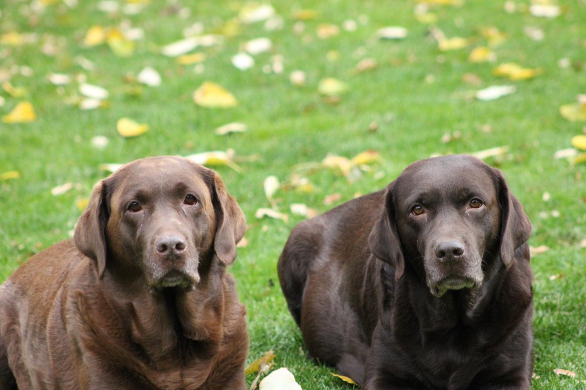 Labrador retriever Lab Luna´s Avra for Laura - Mor-Luna og Laura billede 13